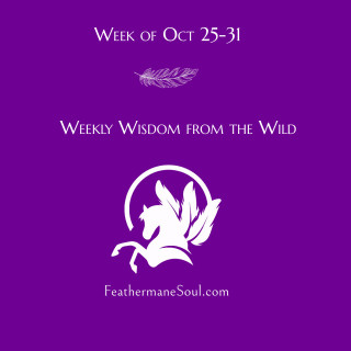 Wisdom From The Wild Oct 25-31